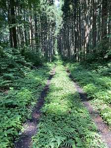 直線の林道
